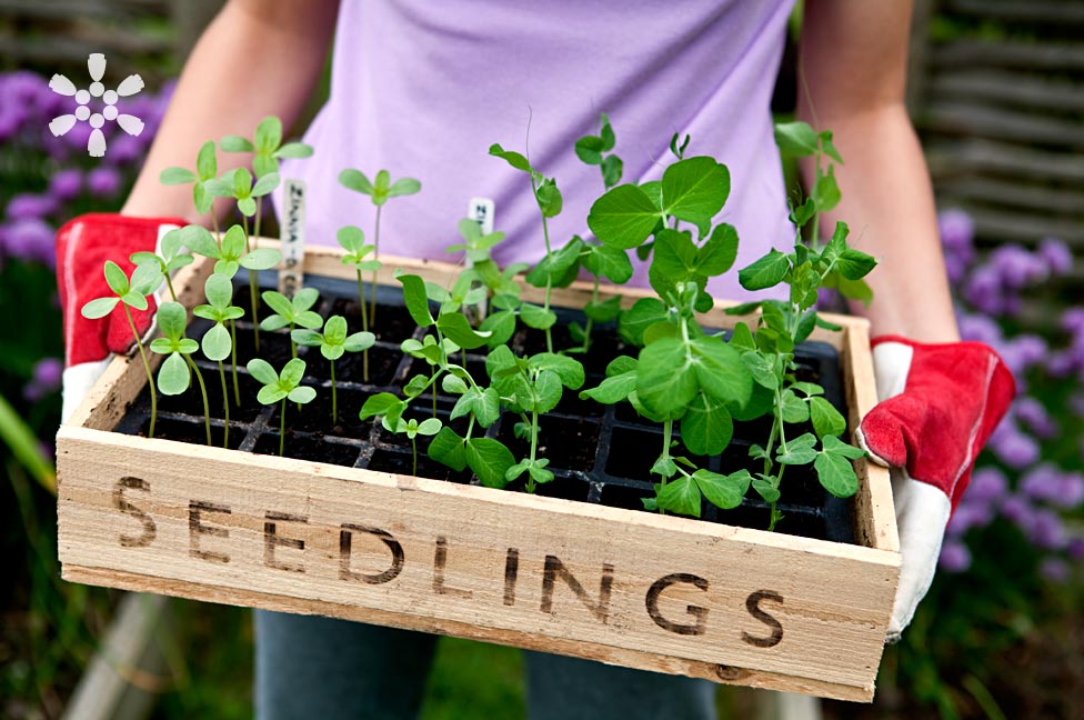 A person in a purple shirt holds a wooden box labeled Seedlings, filled with young green plants. They are wearing red and white gardening gloves. Purple flowers and a wooden fence are visible in the blurred background